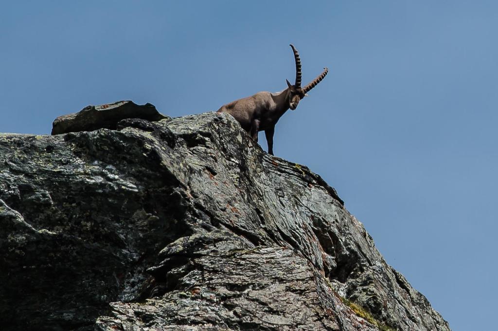 Appartementhaus Angerer - Feriendomizile Pichler Heiligenblut am Großglockner Exterior foto